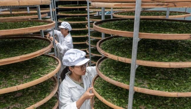 关于景宁县:夏日茶乡制茶忙的相关信息