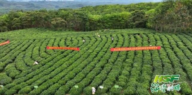 关于这场在茶园比拼的“指尖争霸”赛好精彩!的相关信息