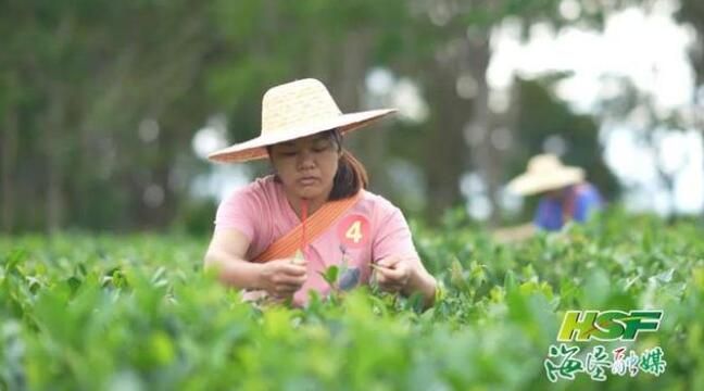 关于这场在茶园比拼的“指尖争霸”赛好精彩!的相关信息(1)