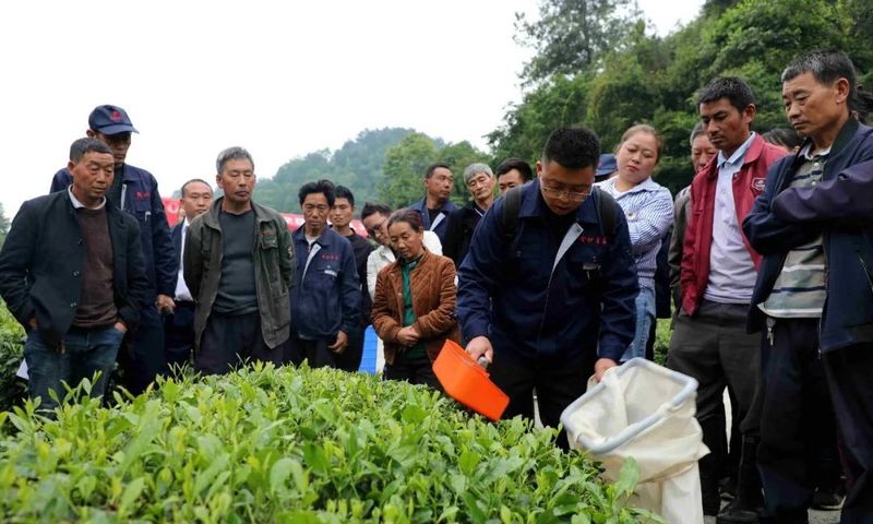 关于金沙贡茶开展机械采茶现场操作培训的相关内容(1)