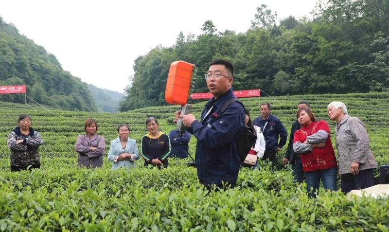 关于金沙贡茶开展机械采茶现场操作培训的相关内容