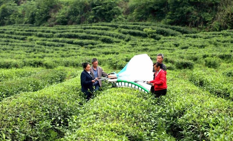 关于金沙贡茶开展机械采茶现场操作培训的相关内容(6)