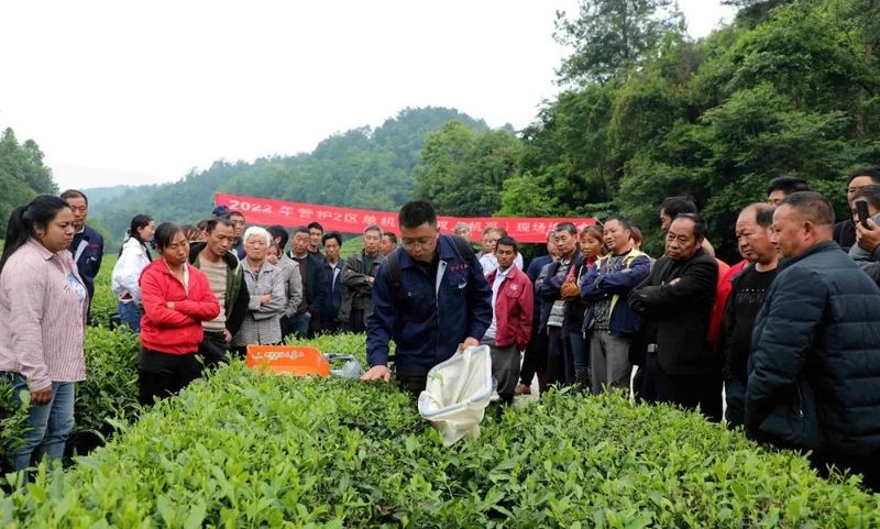 关于金沙贡茶开展机械采茶现场操作培训的相关内容(2)