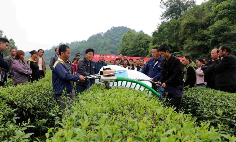 关于金沙贡茶开展机械采茶现场操作培训的相关内容(5)