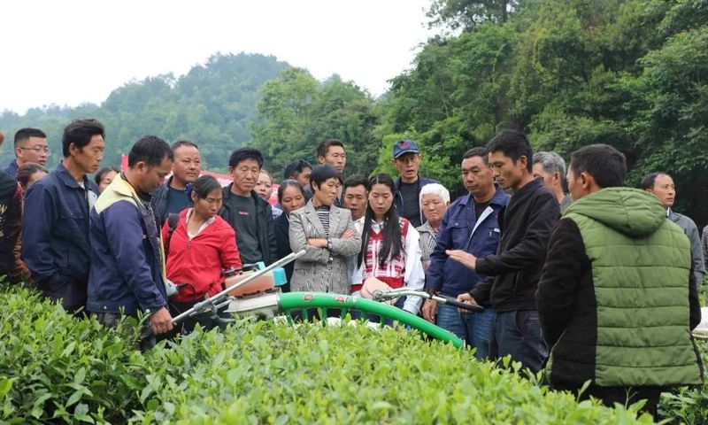 关于金沙贡茶开展机械采茶现场操作培训的相关内容(4)