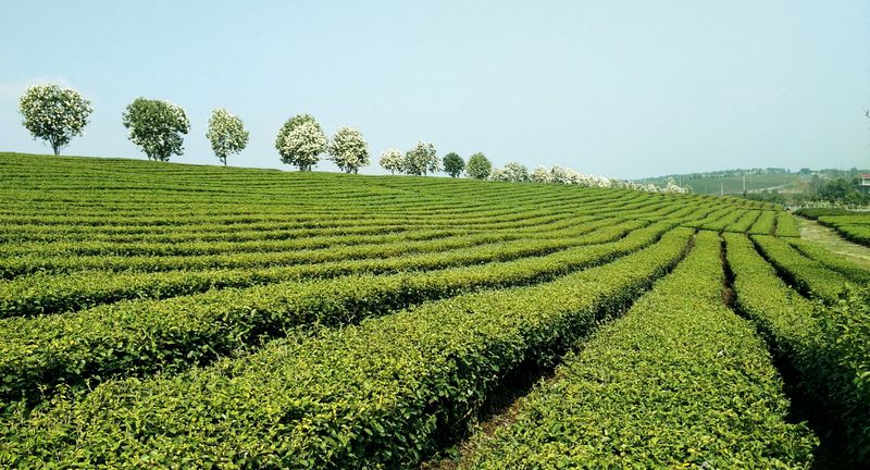 有关于6.16 云祈福:一杯好茶,万事新昌——大茗云集·大佛龙井专场活动(线上)将全面启动的新闻(4)