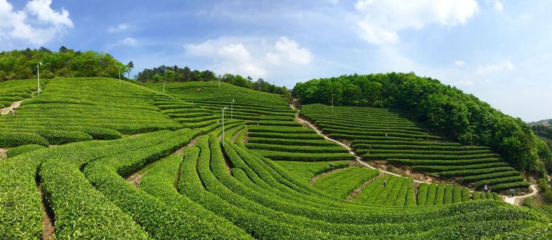有关于6.16 云祈福:一杯好茶,万事新昌——大茗云集·大佛龙井专场活动(线上)将全面启动的新闻(5)