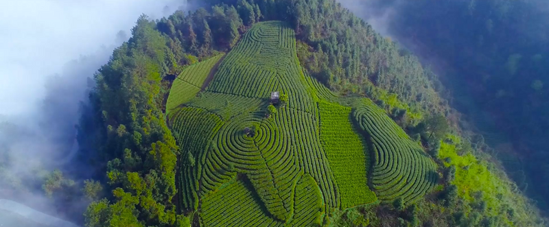 关于聚力打造“湘茶文化高地”，重磅推出“五彩湘茶香天下”的信息(7)