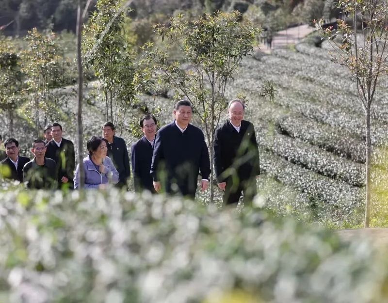 关于聚力打造“湘茶文化高地”，重磅推出“五彩湘茶香天下”的信息(1)