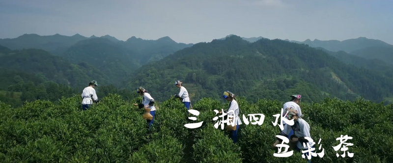 关于聚力打造“湘茶文化高地”，重磅推出“五彩湘茶香天下”的信息(6)