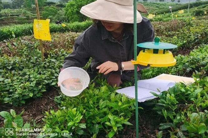 有关于雄村镇：做好病虫害监测 助力茶园绿色防控的消息(1)