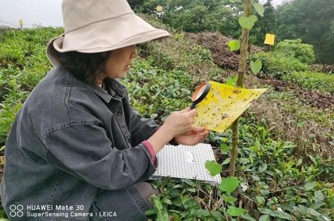 有关于雄村镇：做好病虫害监测 助力茶园绿色防控的消息