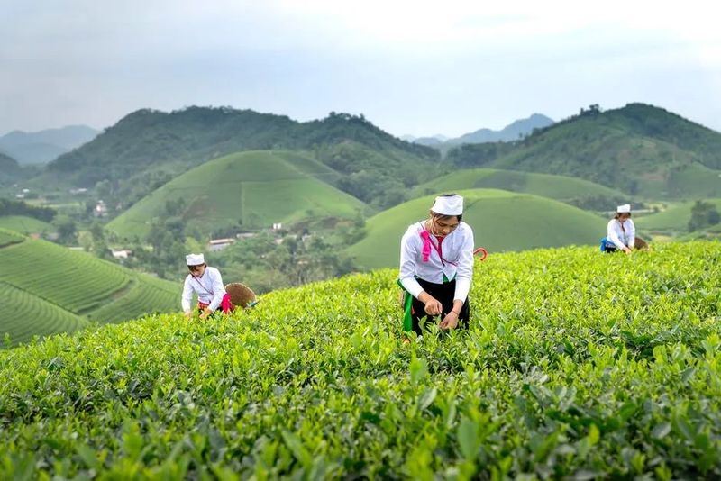 有关于关于国际茶日,您想要了解的都在这里的相关内容(4)