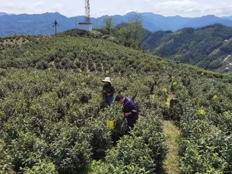 有关于堵疏并举!黄山推进全域茶叶无农残的资讯