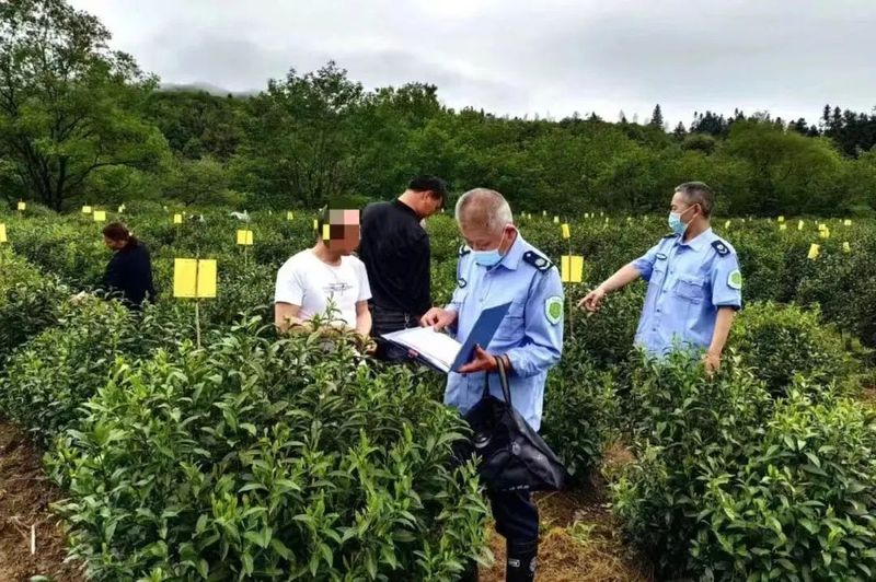 有关于堵疏并举!黄山推进全域茶叶无农残的资讯(1)