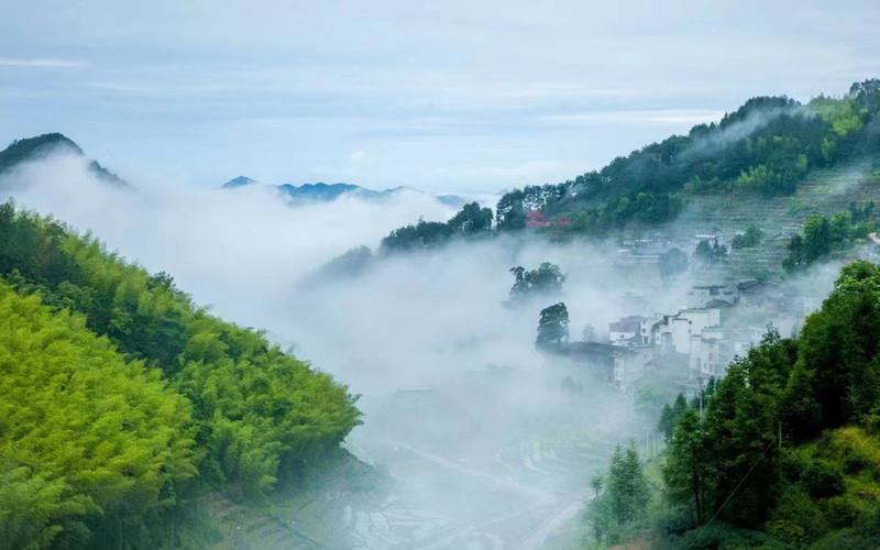 关于“茶王”品牌 助力英山乡茶产业高质量发展的最新消息(1)