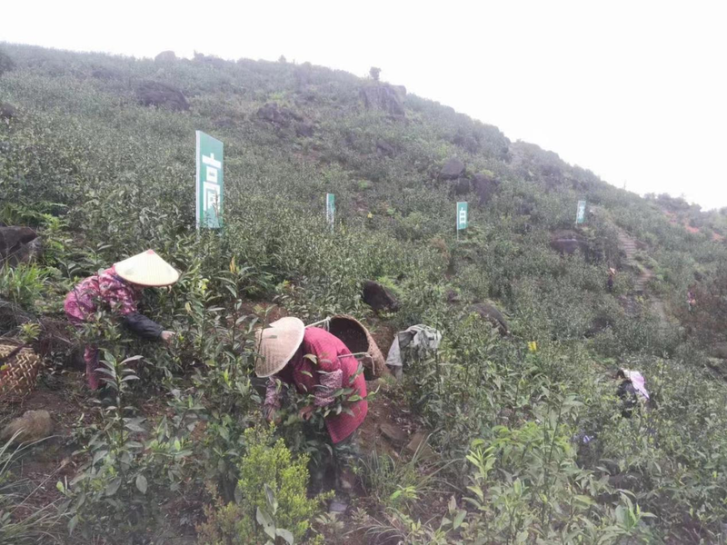 关于“茶王”品牌 助力英山乡茶产业高质量发展的最新消息(3)