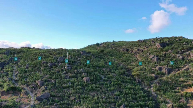 关于“茶王”品牌 助力英山乡茶产业高质量发展的最新消息(2)