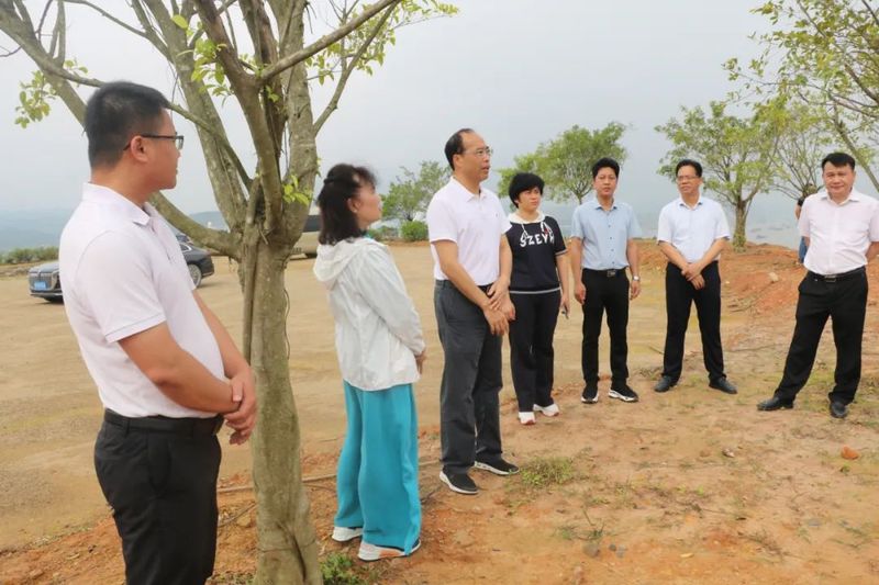 关于张惠强就六堡茶产业发展和妇女就业创业等工作开展调研的消息