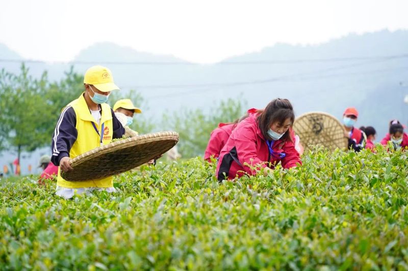 有关于2022年贵州省双手采茶技能竞赛决赛在湄潭举行的相关信息(2)