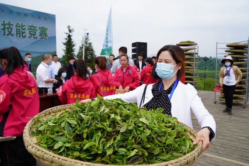 有关于2022年贵州省双手采茶技能竞赛决赛在湄潭举行的相关信息(3)