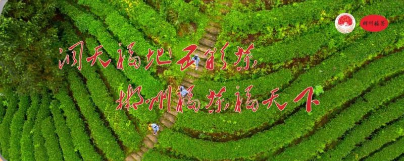 有关于郴州市开展百亿茶产业高质量发展暨2022 年春茶生产情况调研的最新消息