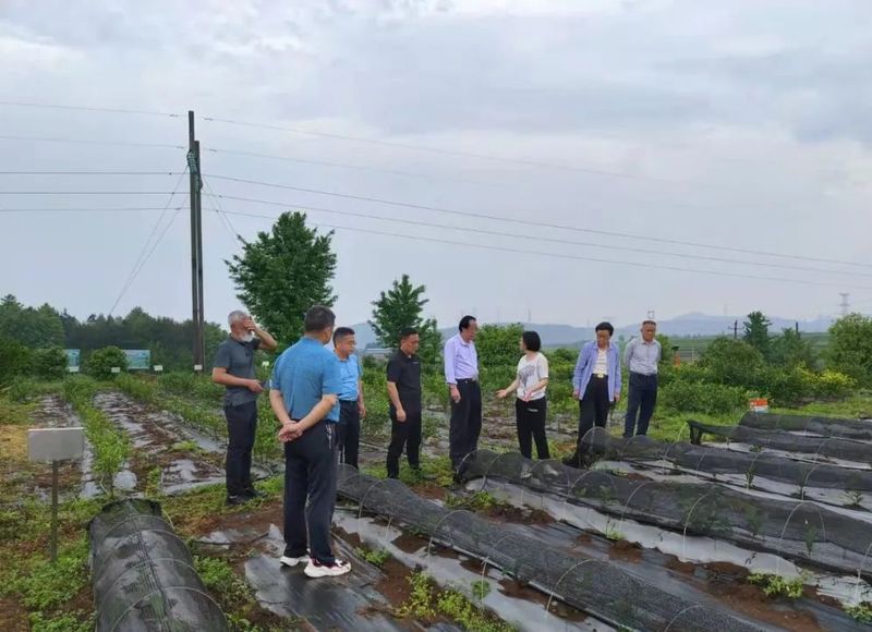 有关于郴州市开展百亿茶产业高质量发展暨2022 年春茶生产情况调研的最新消息(10)