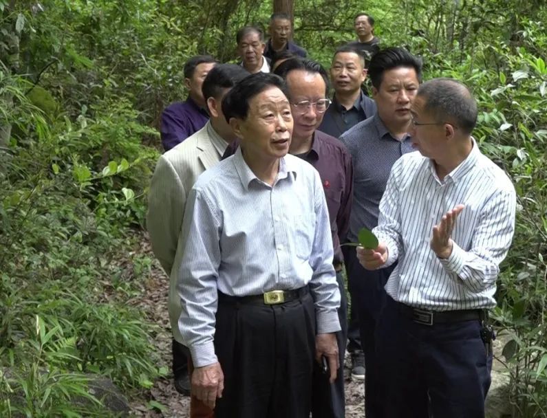 有关于郴州市开展百亿茶产业高质量发展暨2022 年春茶生产情况调研的最新消息(4)