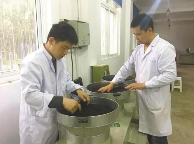关于安康市农业科学研究院茶叶研究所 一片茶叶的“香味密码”的新闻