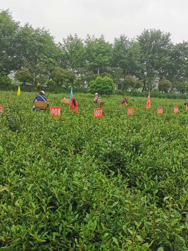 有关于2022湖南·沩山第四届茶旅文化节采茶比赛开幕的消息(1)