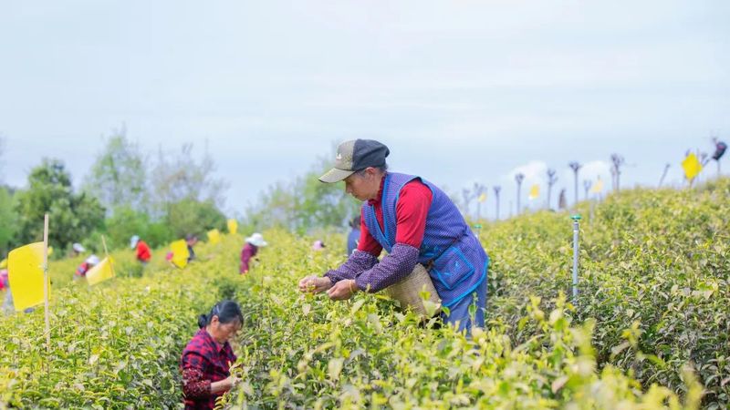 有关于旺苍县茶产业融合发展项目建设现场见闻的资讯(11)