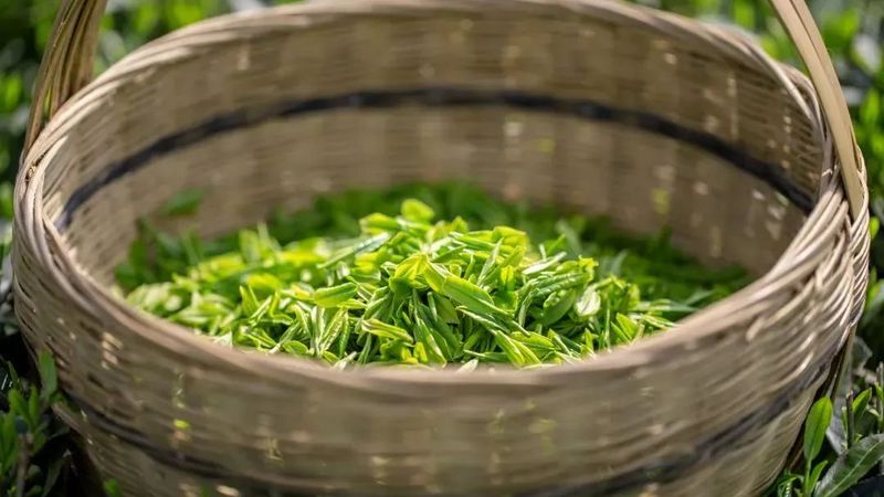 有关于旺苍县茶产业融合发展项目建设现场见闻的资讯(9)