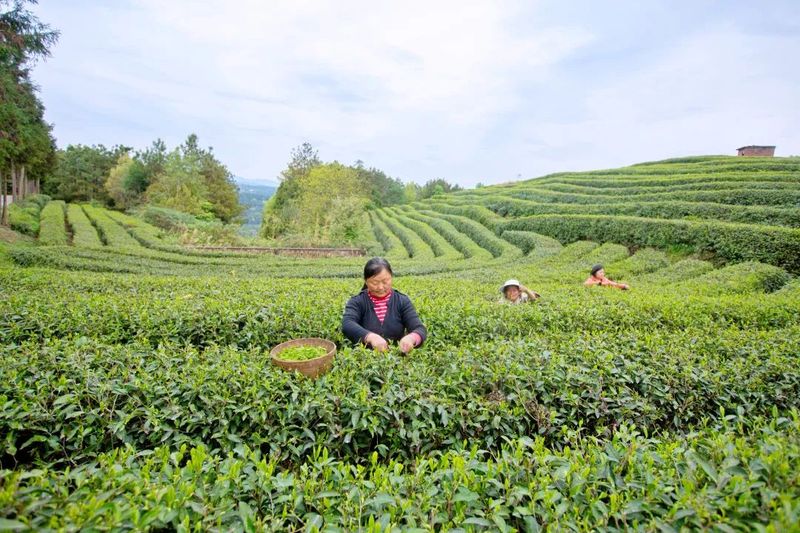 有关于旺苍县茶产业融合发展项目建设现场见闻的资讯(5)