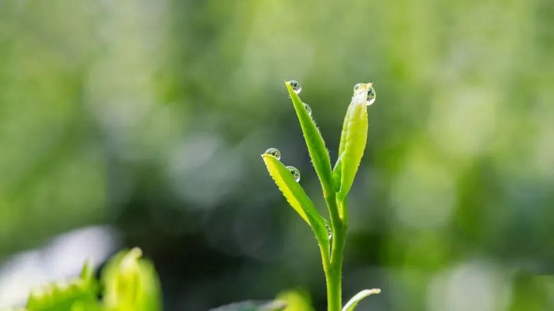 有关于旺苍县茶产业融合发展项目建设现场见闻的资讯(8)