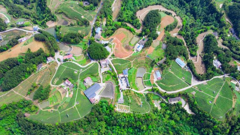 有关于旺苍县茶产业融合发展项目建设现场见闻的资讯(10)