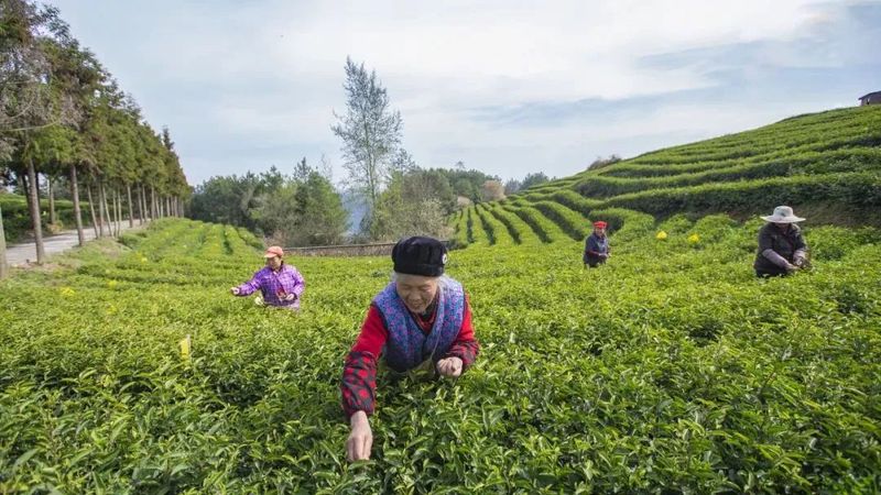 有关于旺苍县茶产业融合发展项目建设现场见闻的资讯(1)