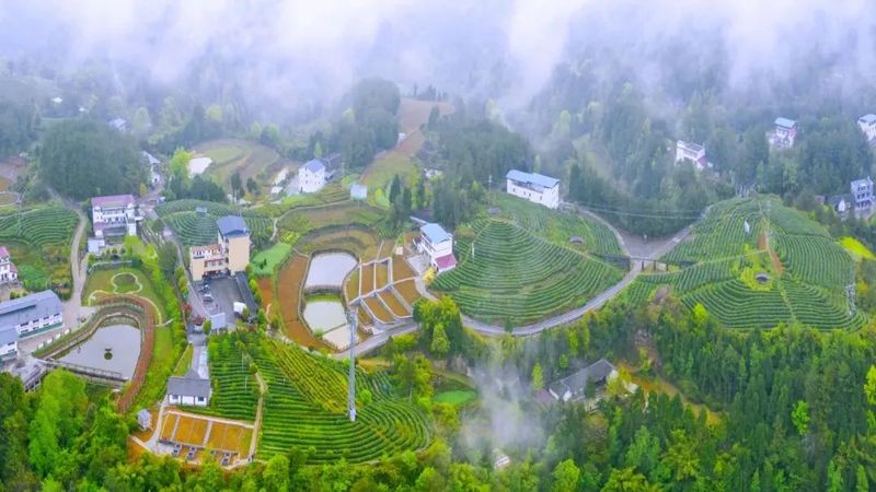 有关于旺苍县茶产业融合发展项目建设现场见闻的资讯(2)