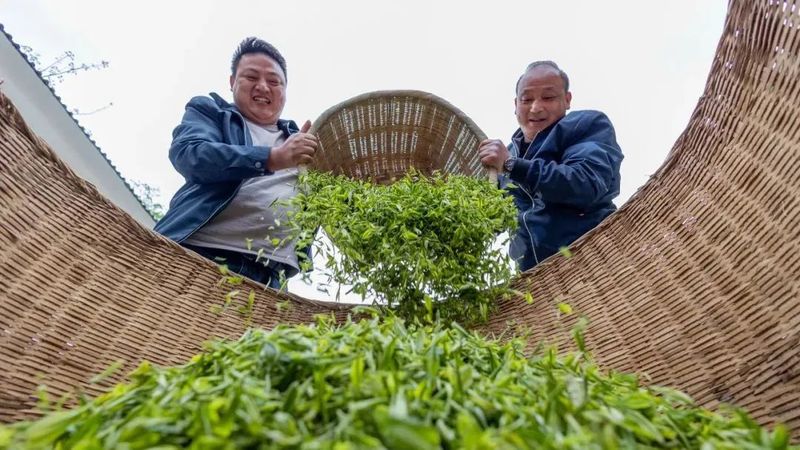 有关于旺苍县茶产业融合发展项目建设现场见闻的资讯(4)