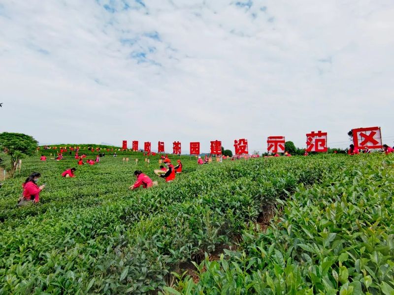 关于“金手指”诞生！2022年贵州省双手采茶技能竞赛决赛在湄潭县举行的内容(12)