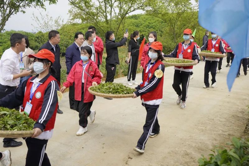 关于“金手指”诞生！2022年贵州省双手采茶技能竞赛决赛在湄潭县举行的内容(5)