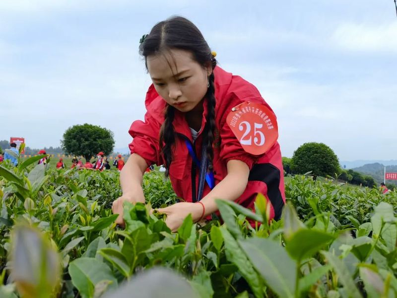 关于“金手指”诞生！2022年贵州省双手采茶技能竞赛决赛在湄潭县举行的内容(7)