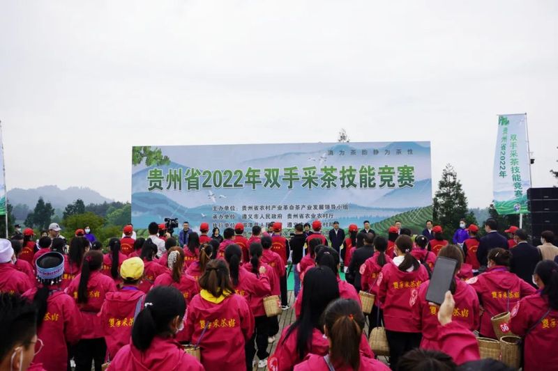 关于“金手指”诞生！2022年贵州省双手采茶技能竞赛决赛在湄潭县举行的内容(4)