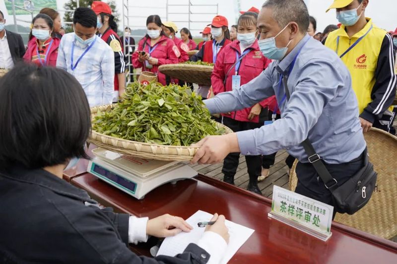 关于“金手指”诞生！2022年贵州省双手采茶技能竞赛决赛在湄潭县举行的内容(6)