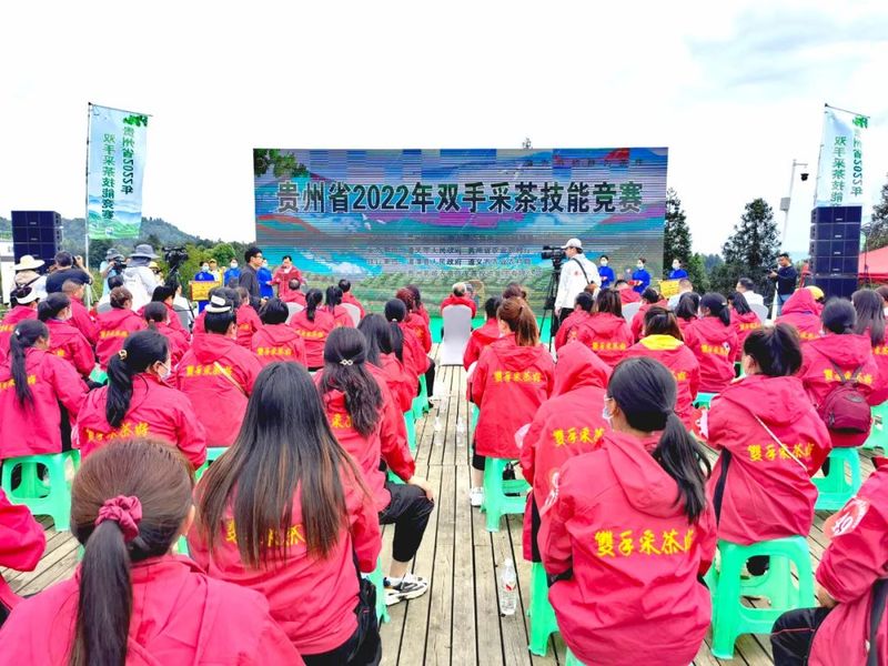 关于“金手指”诞生！2022年贵州省双手采茶技能竞赛决赛在湄潭县举行的内容(10)