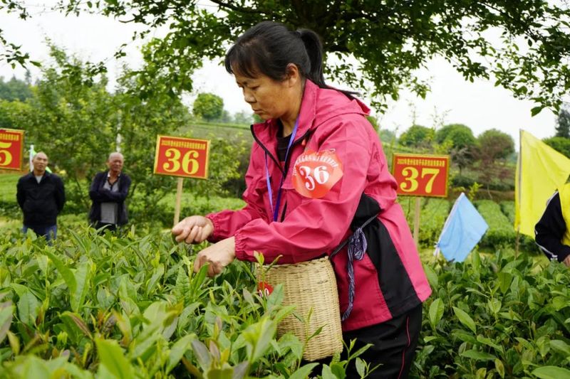 关于“金手指”诞生！2022年贵州省双手采茶技能竞赛决赛在湄潭县举行的内容(2)