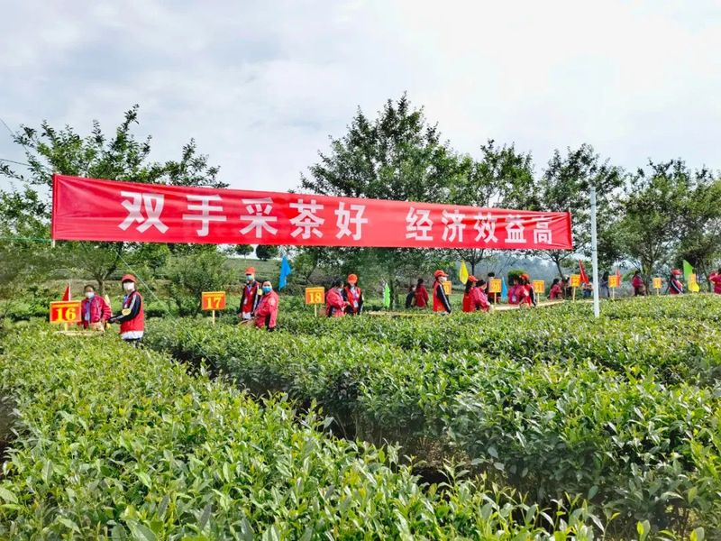 关于“金手指”诞生！2022年贵州省双手采茶技能竞赛决赛在湄潭县举行的内容