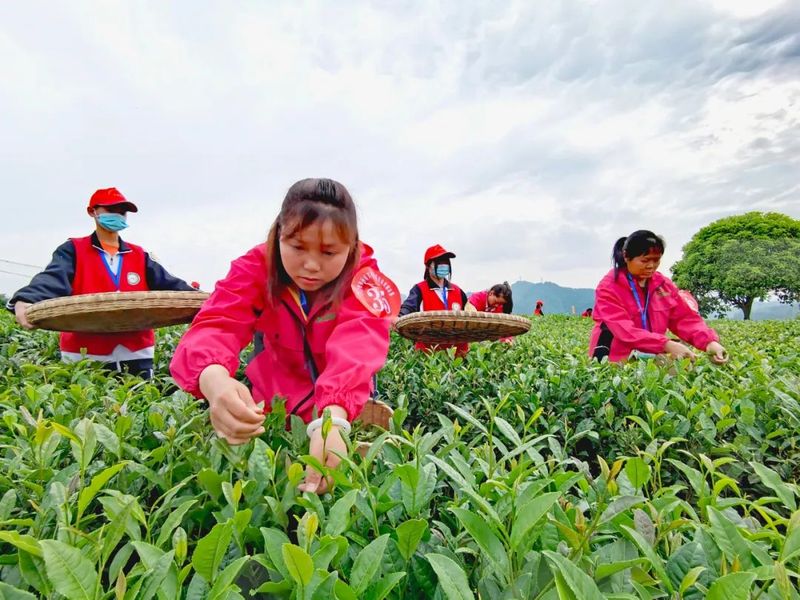 关于“金手指”诞生！2022年贵州省双手采茶技能竞赛决赛在湄潭县举行的内容(1)