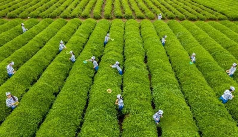 关于行走的课堂：“小茶工”采茶促“双减”的消息