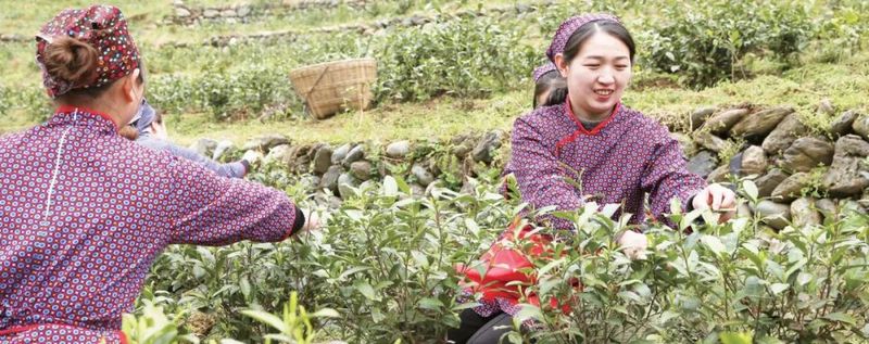 关于青青之川白茶生 一芽一叶续深情的相关内容