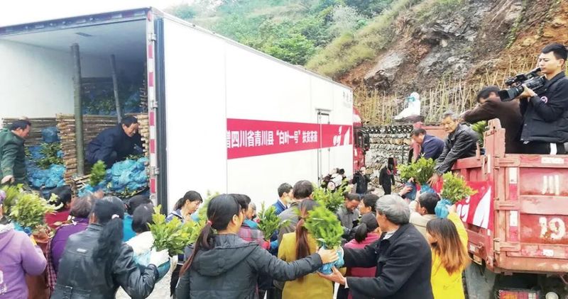 关于青青之川白茶生 一芽一叶续深情的相关内容(1)